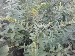 Procecidochares atra