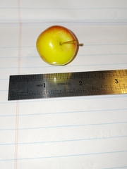 Malus prunifolia