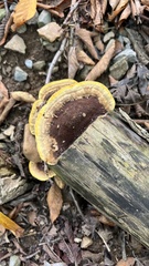 Fuscoporia gilva