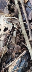 Incilius melanochlorus