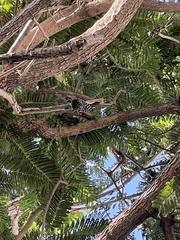 Dryobates nuttallii