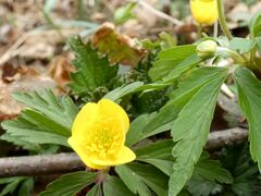 Anemonoides ranunculoides