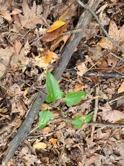 Smilax bona-nox