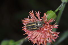 Astylus quadrilineatus