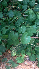 Vitis californica