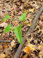 Smilax bona-nox
