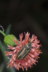 Astylus quadrilineatus