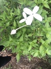 Bouvardia longiflora