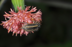 Astylus quadrilineatus