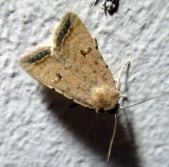 Caradrina montana