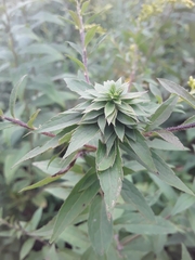 Procecidochares atra