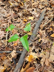 Smilax bona-nox