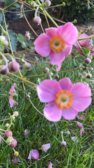 Eriocapitella hupehensis