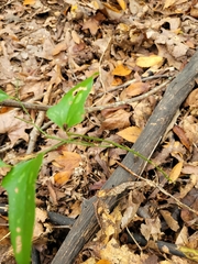 Smilax bona-nox