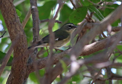 Setophaga caerulescens