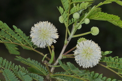 Leucaena