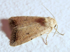 Caradrina montana