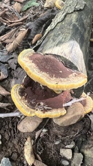 Fuscoporia gilva