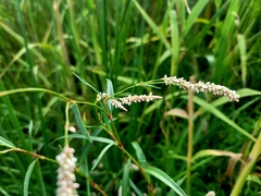 Persicaria hydropiperoides
