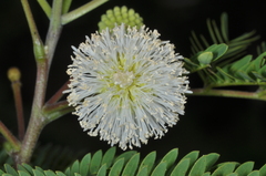 Leucaena