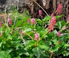 Caryophyllales