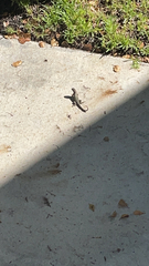 Leiocephalus carinatus