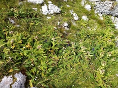 Cirsium spinosissimum