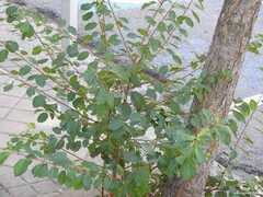 Frangula alnus