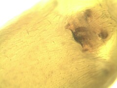 Clubiona pseudoneglecta