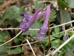 Corydalis solida