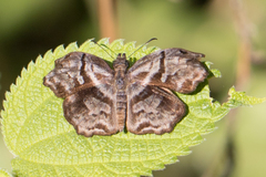 Helias phalaenoides