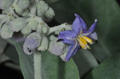 Solanum granulosoleprosum