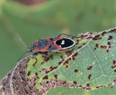 Lygaeus kalmii kalmii
