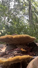 Fuscoporia gilva