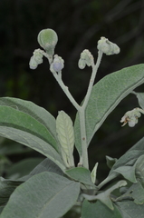 Solanum granulosoleprosum