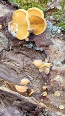 Panellus