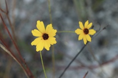 Coreopsis