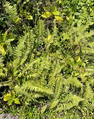 Nephrolepis exaltata