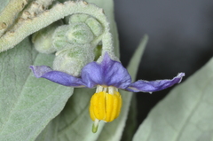 Solanum granulosoleprosum