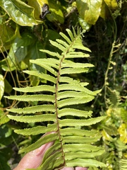 Nephrolepis exaltata