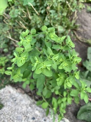 Euphorbia peplus