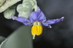 Solanum granulosoleprosum