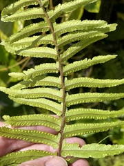 Nephrolepis exaltata
