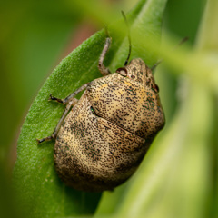 Orsilochides stictica