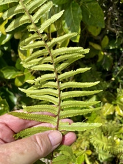 Nephrolepis exaltata