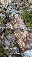 Panellus