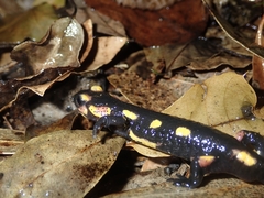 Salamandra salamandra