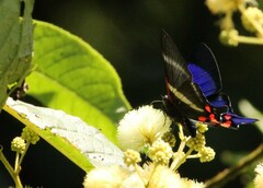 Rhetus periander eleusinus