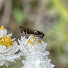 Fazia micrura