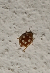 Vibidia duodecimguttata